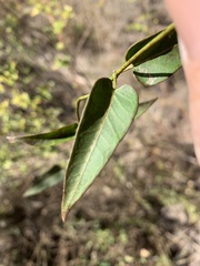Leichhardtia viridiflora