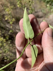 Leichhardtia viridiflora