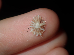 Siphonaria zelandica