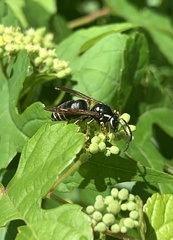 Dolichovespula arctica