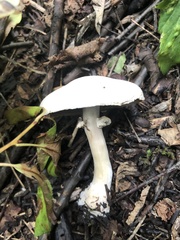 Agaricus