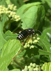 Dolichovespula arctica