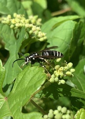 Dolichovespula arctica