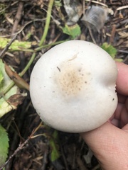 Agaricus