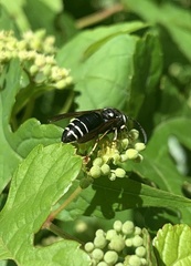 Dolichovespula arctica