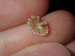 Siphonaria zelandica