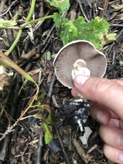 Agaricus
