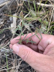 Crotalaria montana