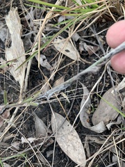 Crotalaria montana