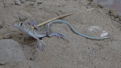 Acanthodactylus blanfordii