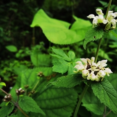 Phlomoides umbrosa