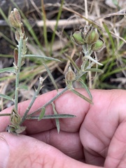 Crotalaria montana