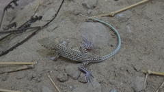 Acanthodactylus blanfordii