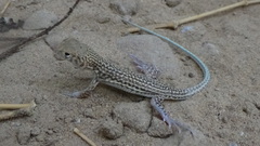 Acanthodactylus blanfordii