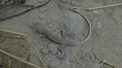 Acanthodactylus blanfordii
