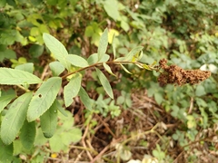 Spiraea × billardii