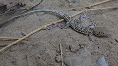 Acanthodactylus blanfordii