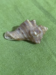 Volegalea cochlidium