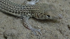 Acanthodactylus blanfordii