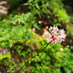 Allium prattii