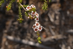 Baeckea robusta