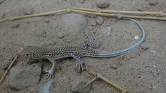 Acanthodactylus blanfordii