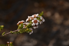 Baeckea robusta