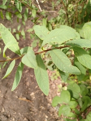 Spiraea × billardii