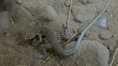Acanthodactylus blanfordii