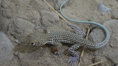 Acanthodactylus blanfordii