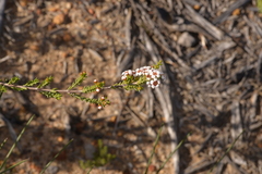 Baeckea robusta