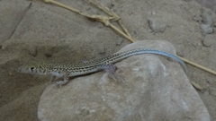 Acanthodactylus blanfordii