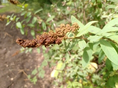 Spiraea × billardii