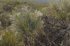 Baeckea robusta