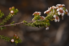 Baeckea robusta