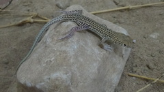Acanthodactylus blanfordii