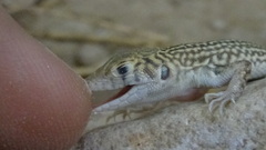 Acanthodactylus blanfordii