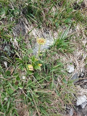 Geum montanum