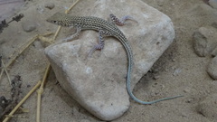 Acanthodactylus blanfordii