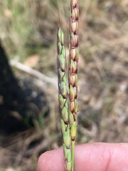 Schizachyrium pseudeulalia