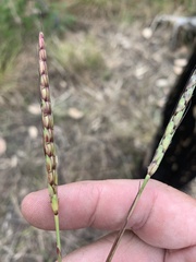 Schizachyrium pseudeulalia