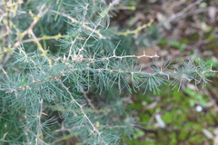 Asparagus albus