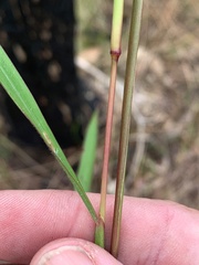 Schizachyrium pseudeulalia