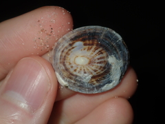 Patelloida nigrosulcata