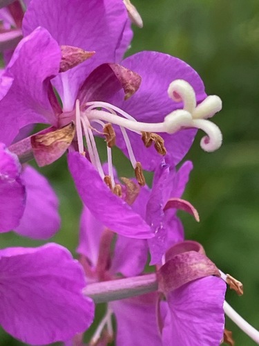 Siauralapis gaurometis nuotrauka