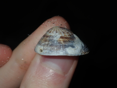 Patelloida nigrosulcata