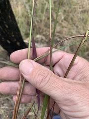 Schizachyrium pseudeulalia