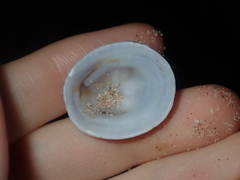 Patelloida nigrosulcata