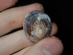 Patelloida nigrosulcata