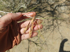 Parkinsonia africana image